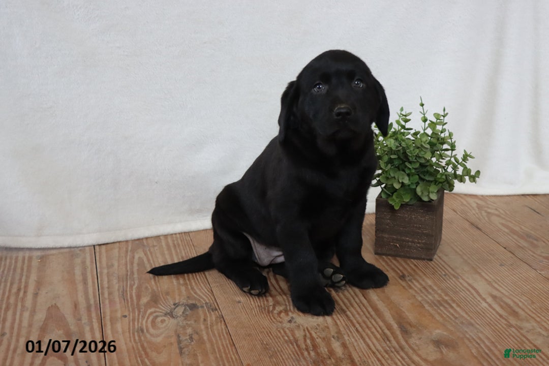 Labrador Retriever dogs for sale: Patsy - Ad 4