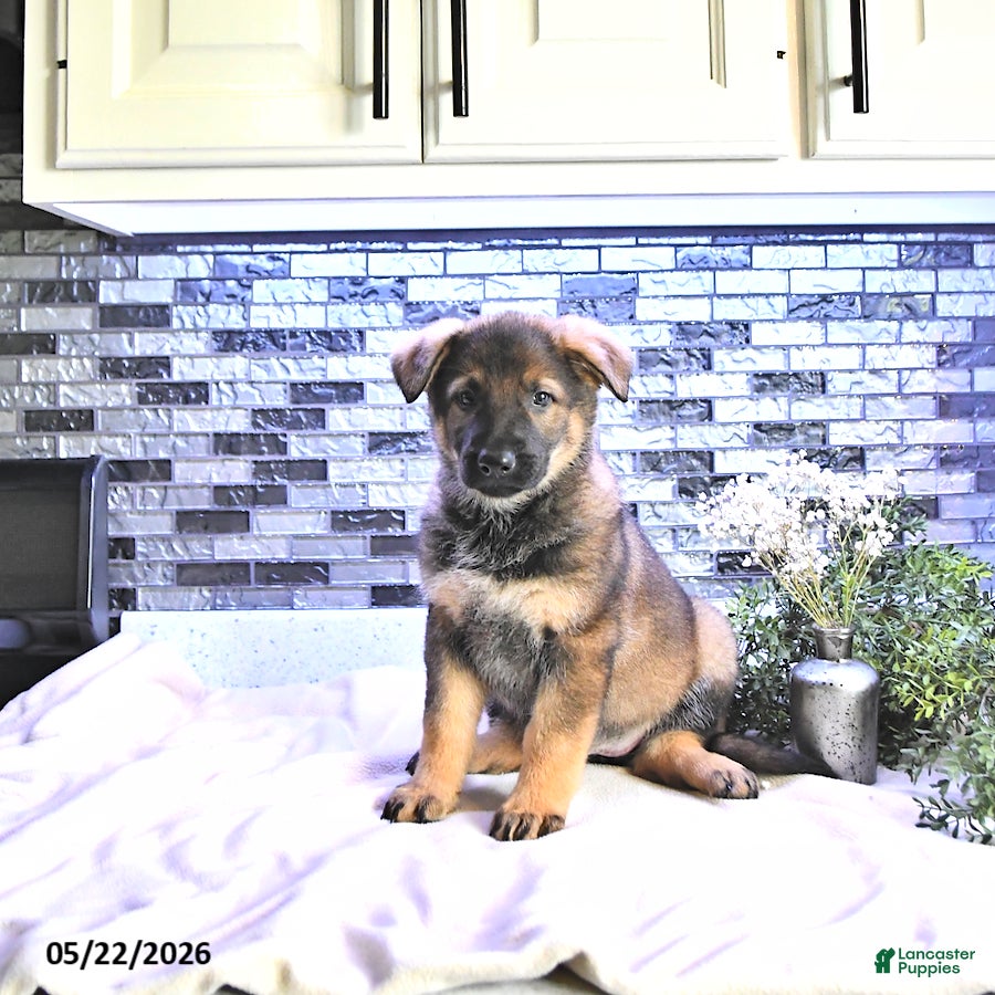 German Shepherd dogs Ember - Ad 2