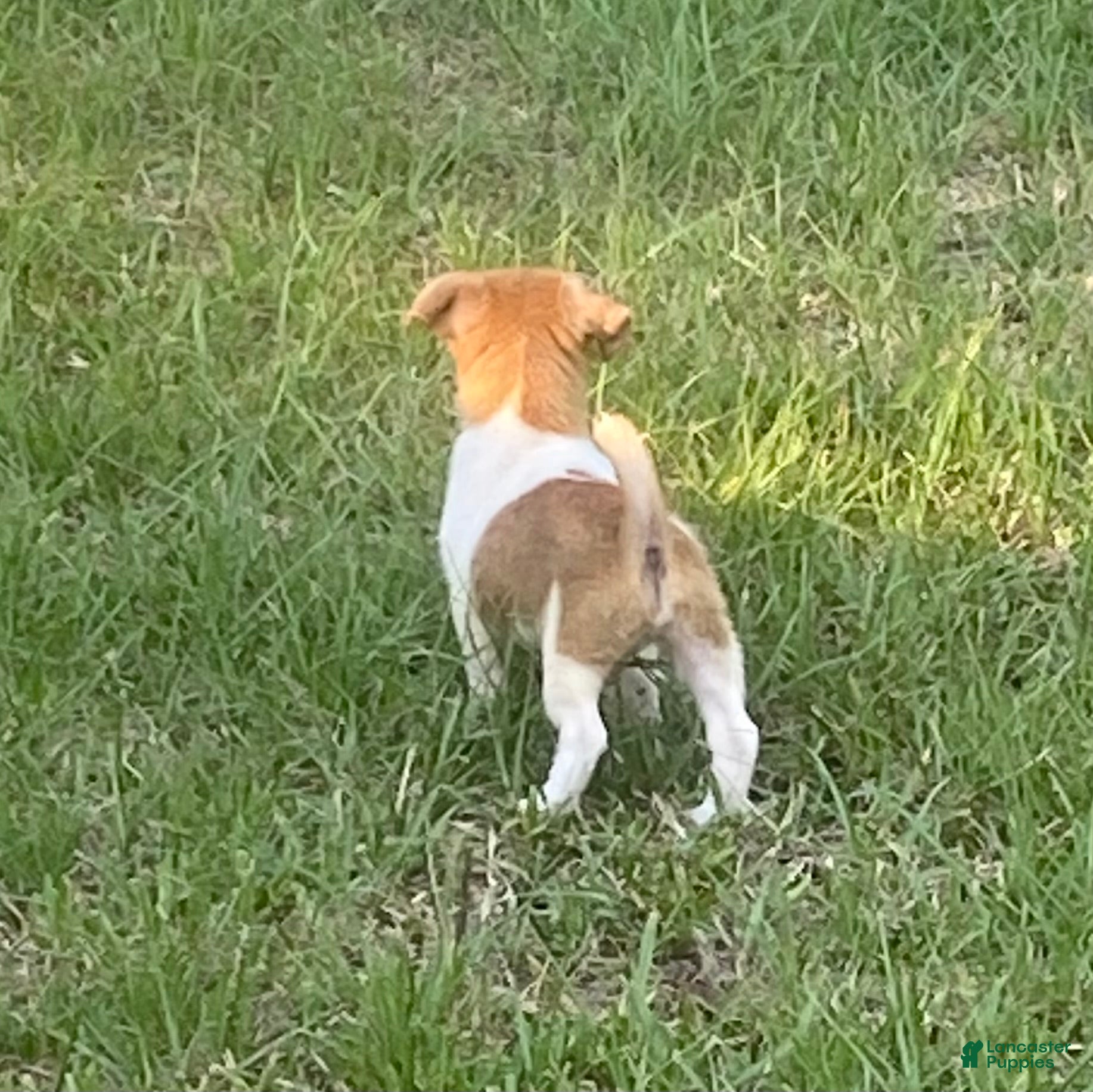 Jack Russell Terrier dogs for sale: Jack Russell Terrier Denver - Ad 8
