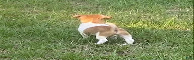 Jack Russell Terrier Denver