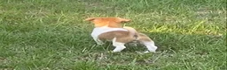 Jack Russell Terrier dogs for sale: Jack Russell Terrier Denver - Ad 1