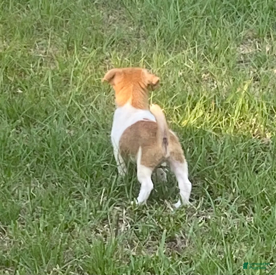 Jack Russell Terrier dogs for sale: Jack Russell Terrier Denver - Ad 1