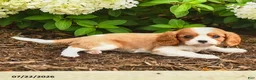 Cavalier King Charles Spaniel dogs for sale: Chocolate Swirl - Ad 3