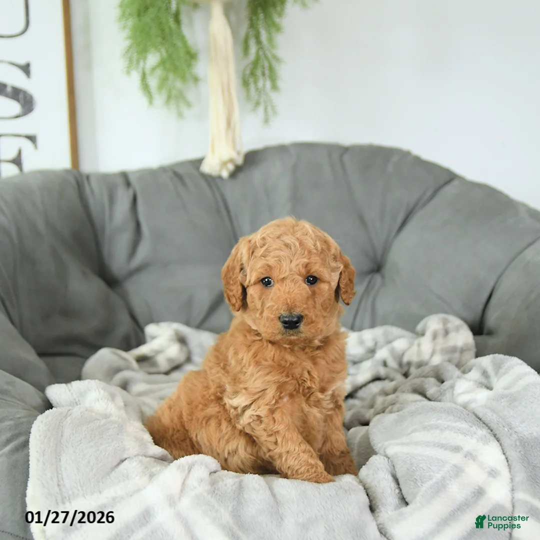 Mini Goldendoodle dogs for sale: Valentine - Ad 2