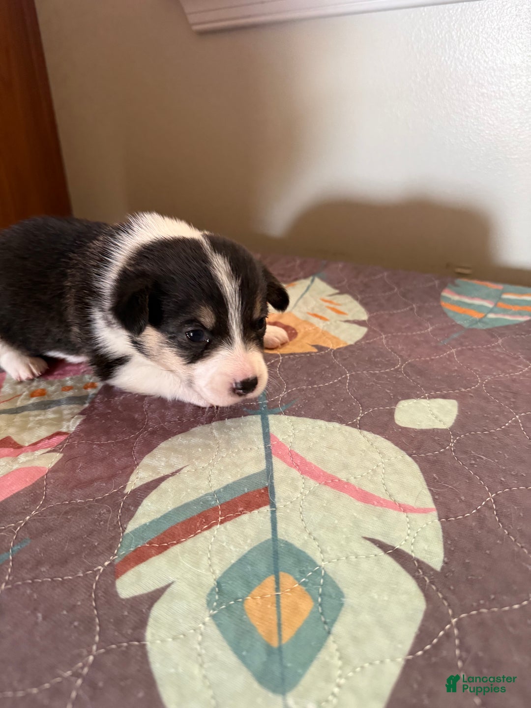 Welsh Corgi Pembroke dogs for sale: McKenzie - Ad 4