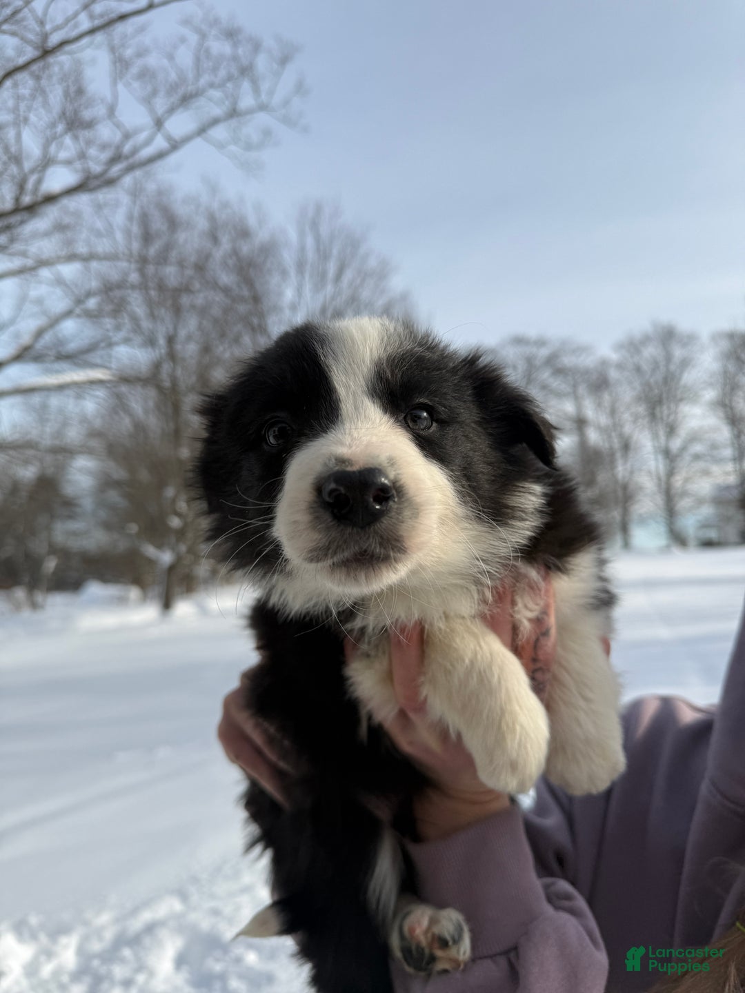 Border Collie dogs for sale: Male 3  - Ad 2