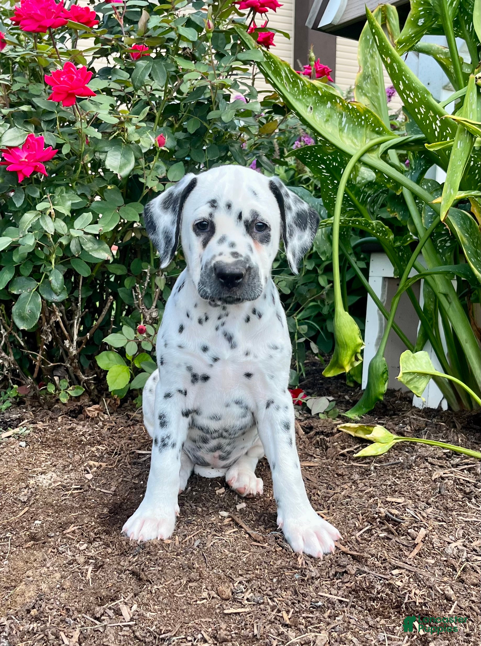 Dalmatian dogs Sofia❤️AKC🐾Text or Call to Schedule a playdate - Ad 1