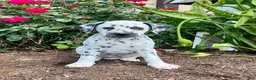 Dalmatian dogs for sale: Sofia❤️AKC🐾Text or Call to Schedule a playdate - Ad 1