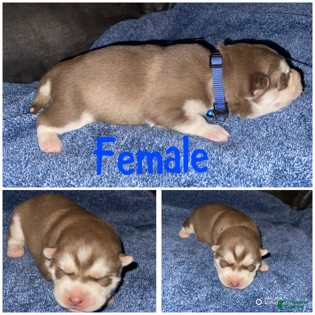 Siberian Husky dogs for sale: Siberian Husky Puppy 5 - Ad 1