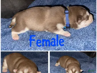 Siberian Husky dogs Siberian Husky Puppy 5 - Ad 36