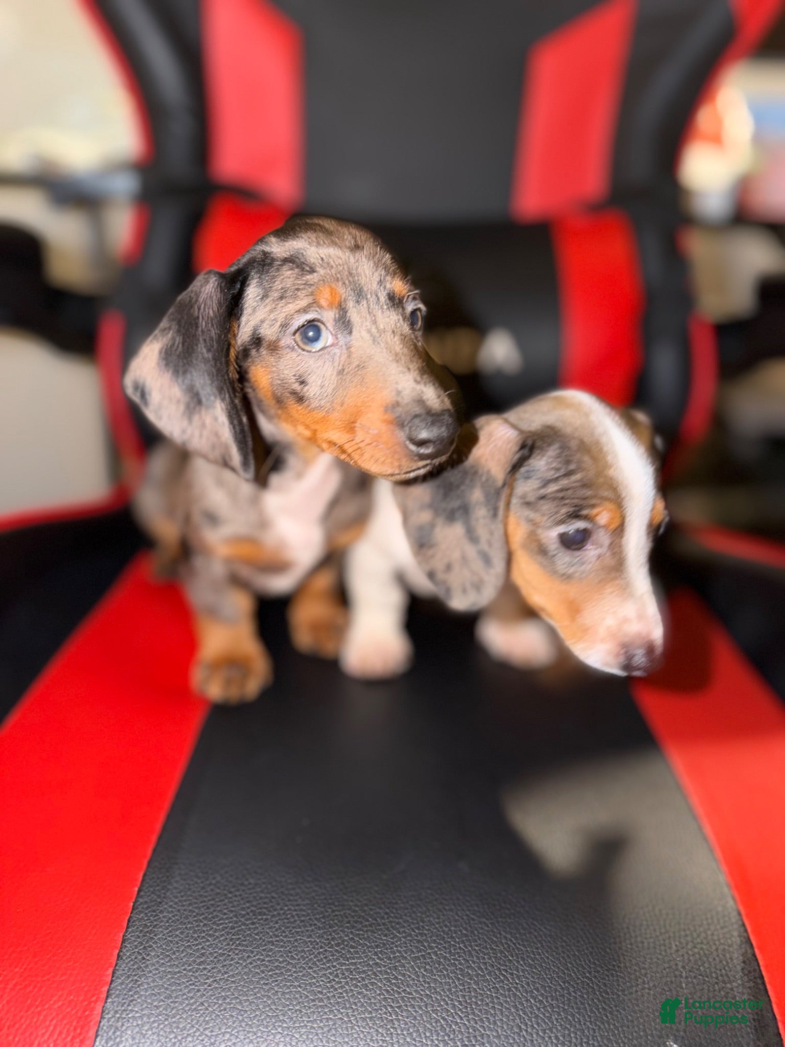 Miniature Dachshund dogs Miniature Dachshund 2 - Ad 2