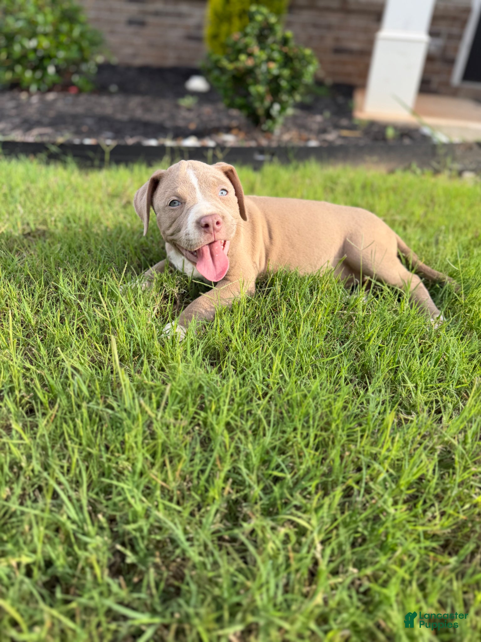 American Bully dogs American Bully Puppy 3 - Ad 38