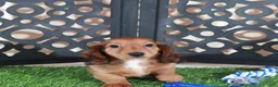 Miniature Dachshund dogs for sale: Flynn Precious Dachshund Puppy - Ad 4