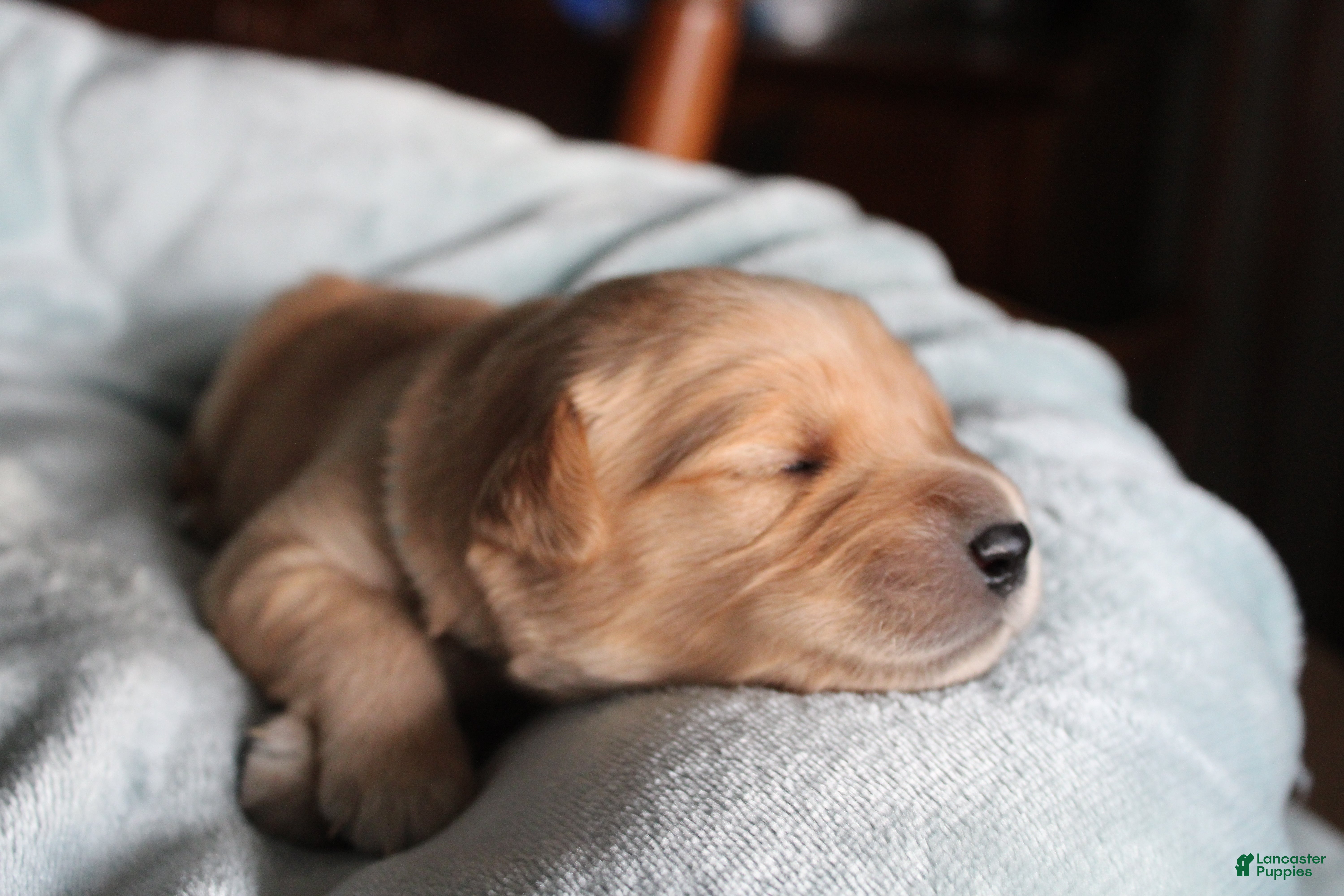 Golden Retriever dogs Golden Retriever Puppy 2 - Ad 13