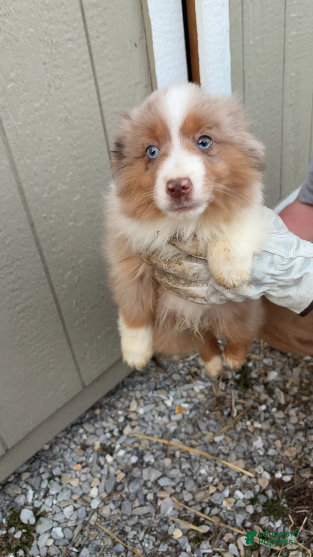 Miniature Australian Shepherd dogs for sale: Miniature Australian Shepherd Puppy 1 - Ad 2