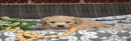 Bichpoo dogs for sale: Coach - Ad 9