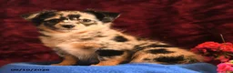 Chihuahua dogs for sale: Josie - Ad 2