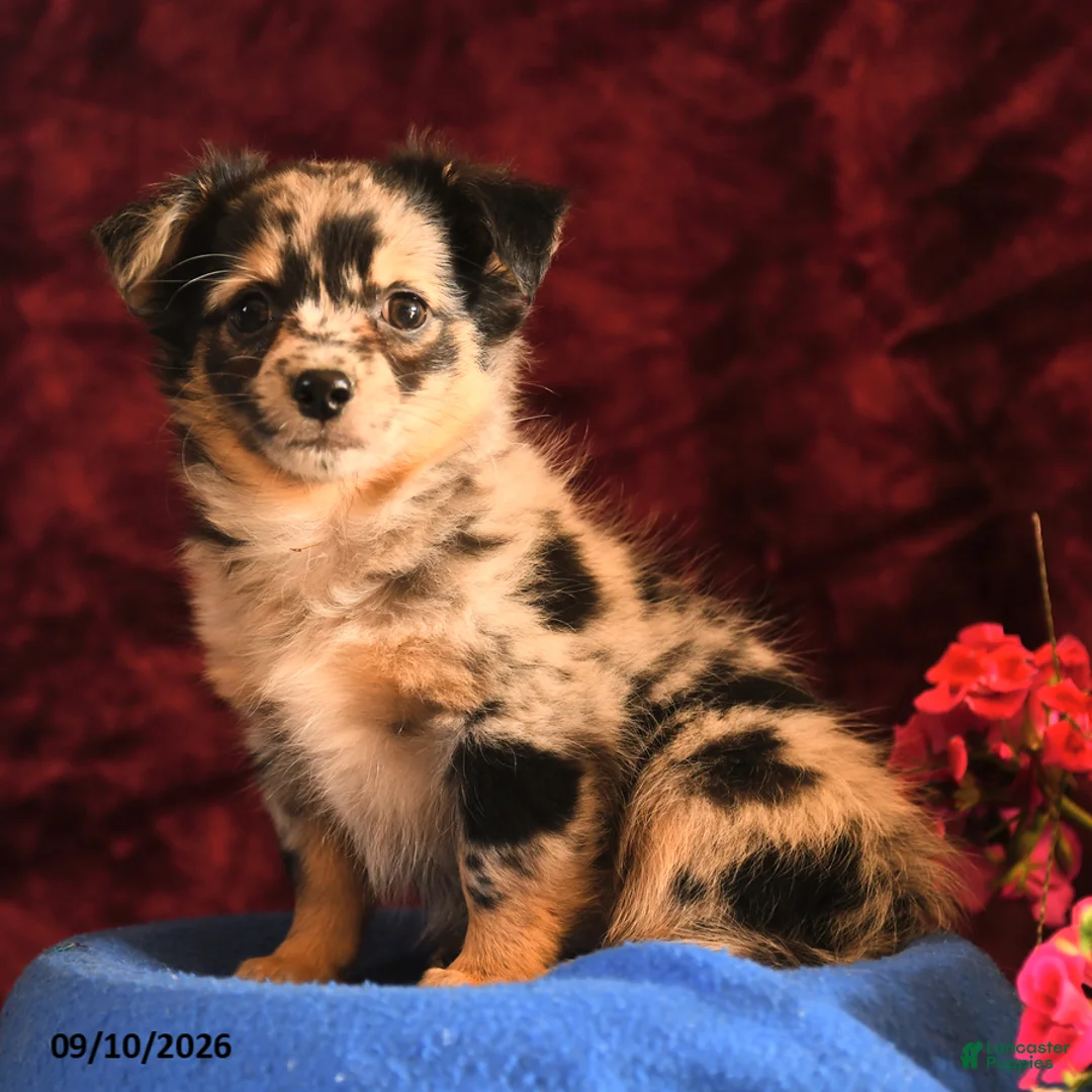 Chihuahua dogs for sale: Josie - Ad 2