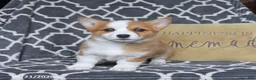 Welsh Corgi Pembroke dogs for sale: Hazel - Ad 4
