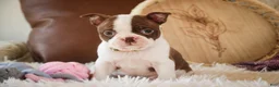 Boston Terrier dogs for sale: Crickett - Ad 4
