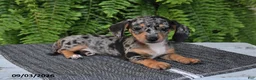 Miniature Dachshund dogs for sale: Mindy - Ad 5