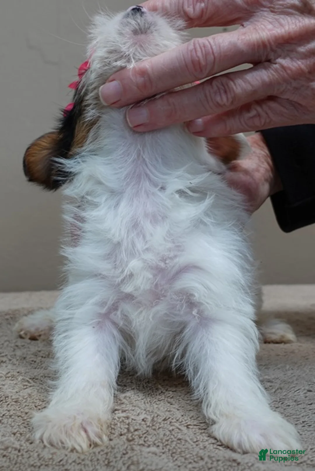 Yorkshire Terrier dogs for sale: Kiko girl - Ad 7