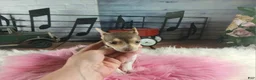 Chihuahua dogs for sale: Teacup chocolate female Chihuahua. Hand delivery  - Ad 6