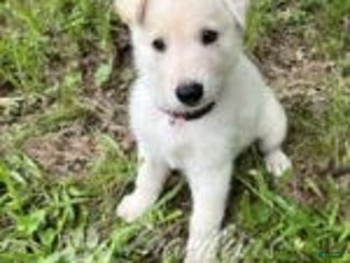 German Shepherd dogs - Ad 34