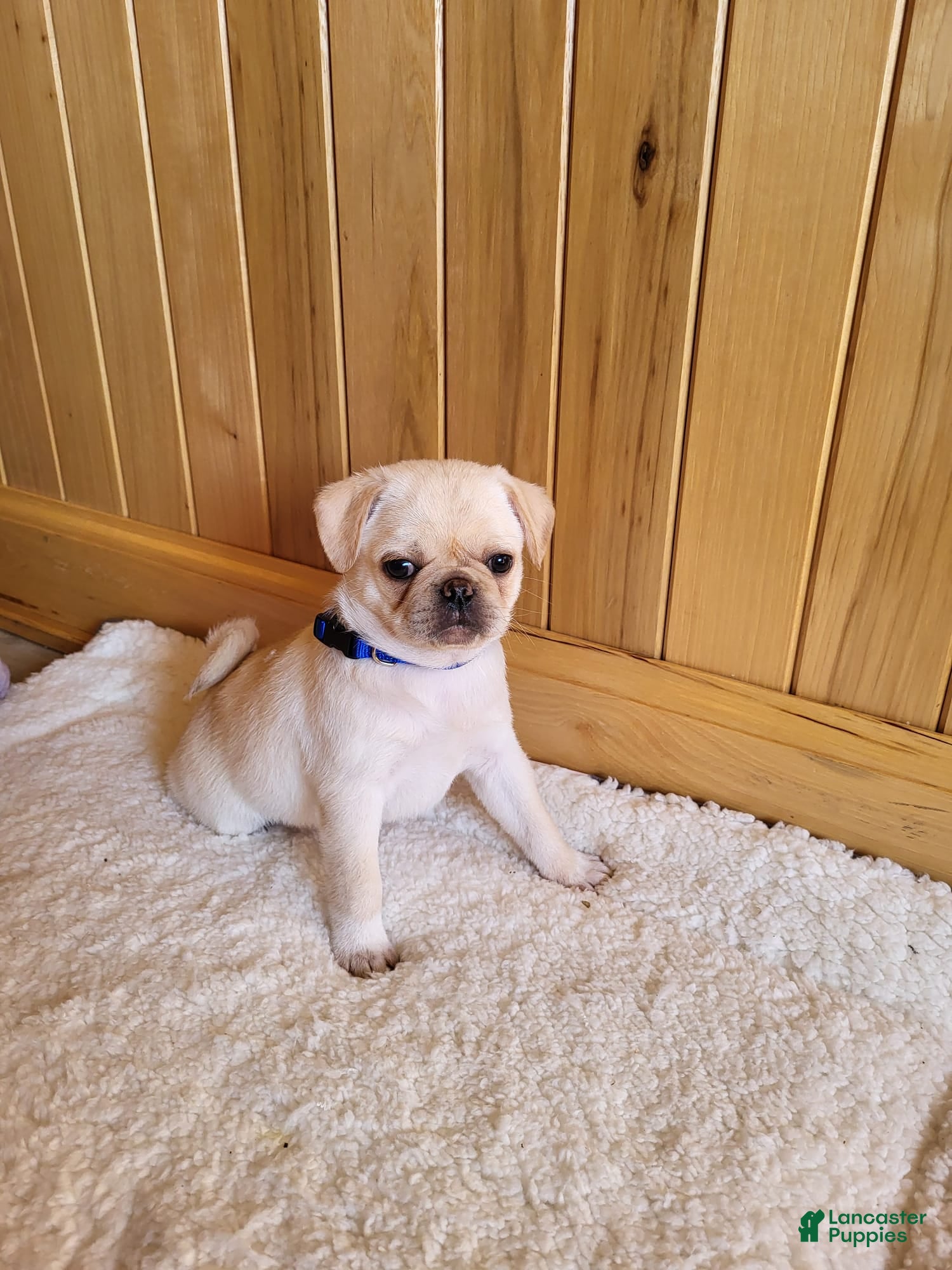 Pug dogs Blake - Ad 1