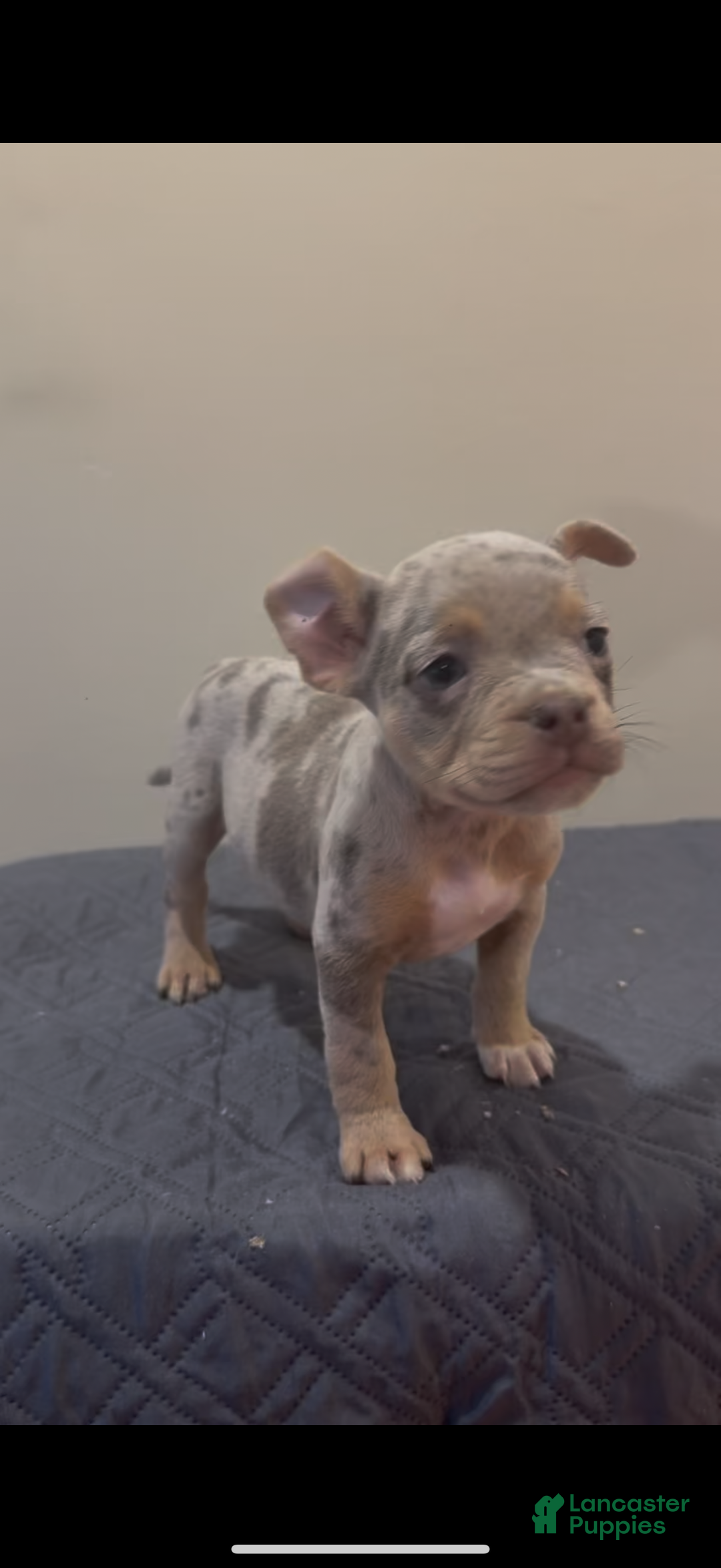 Mixed Breed dogs for sale: Mixed Breed Puppy 4 - Ad 2