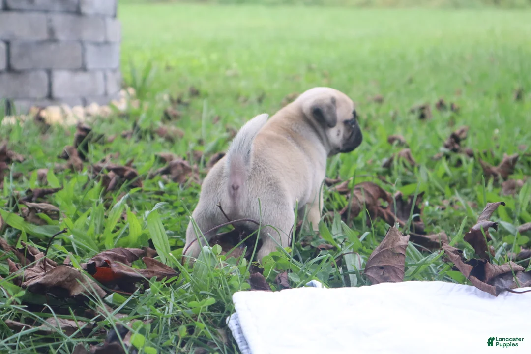 Pug dogs for sale: Ginger -male- - Ad 2