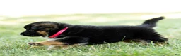 German Shepherd dogs for sale: Zola - Ad 8