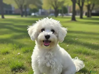 Mixed Breed dogs Mixed Breed Puppy 1 - Ad 16