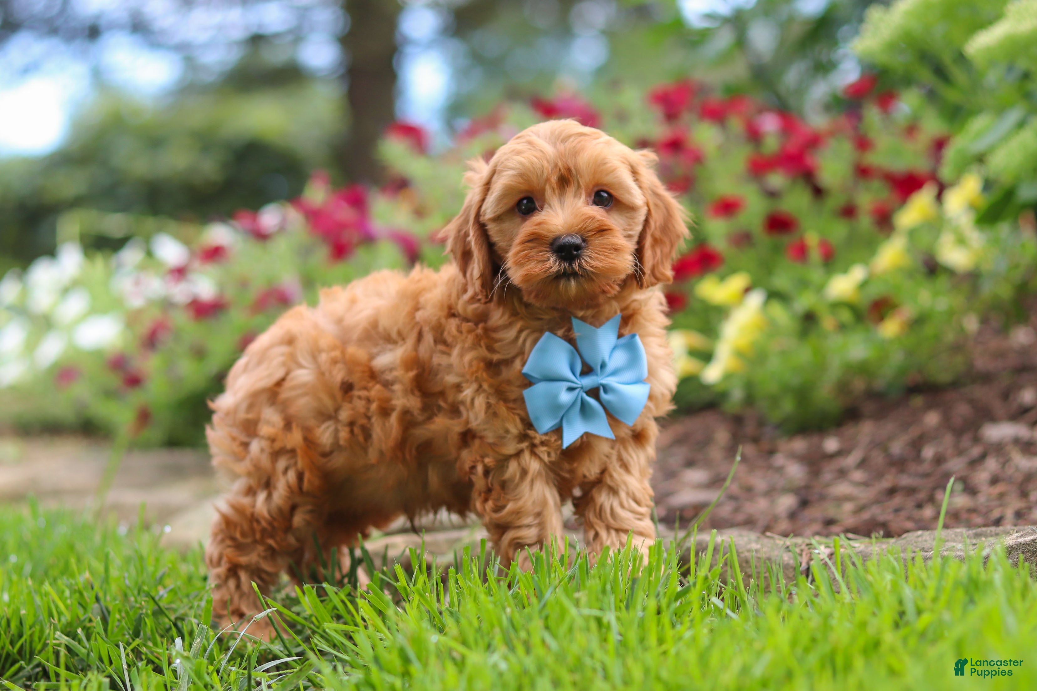 Cavapoo dogs Nash - Ad 1