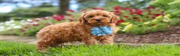 Cavapoo dogs for sale: Nash - Ad 1