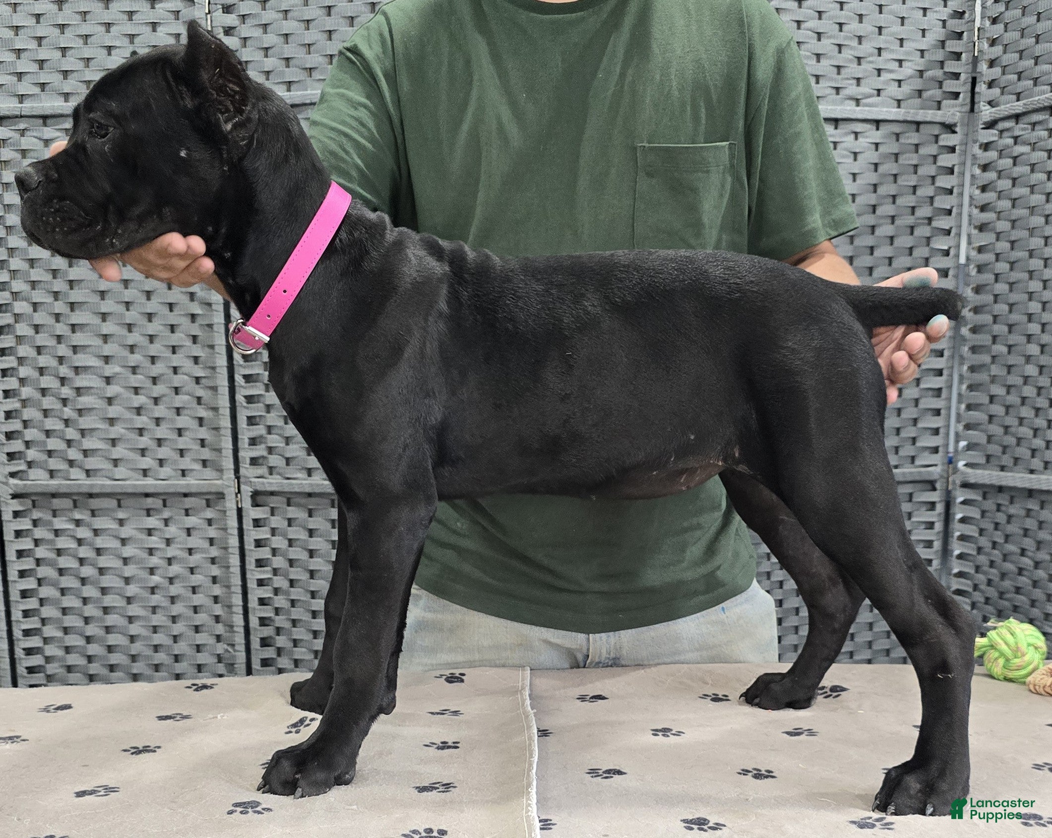 Cane Corso dogs  Pink Girl - Ad 2