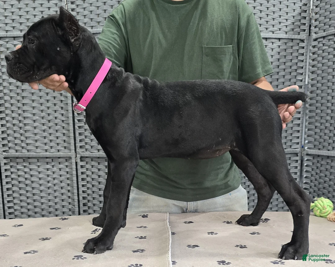 Cane Corso dogs for sale:  Pink Girl - Ad 2