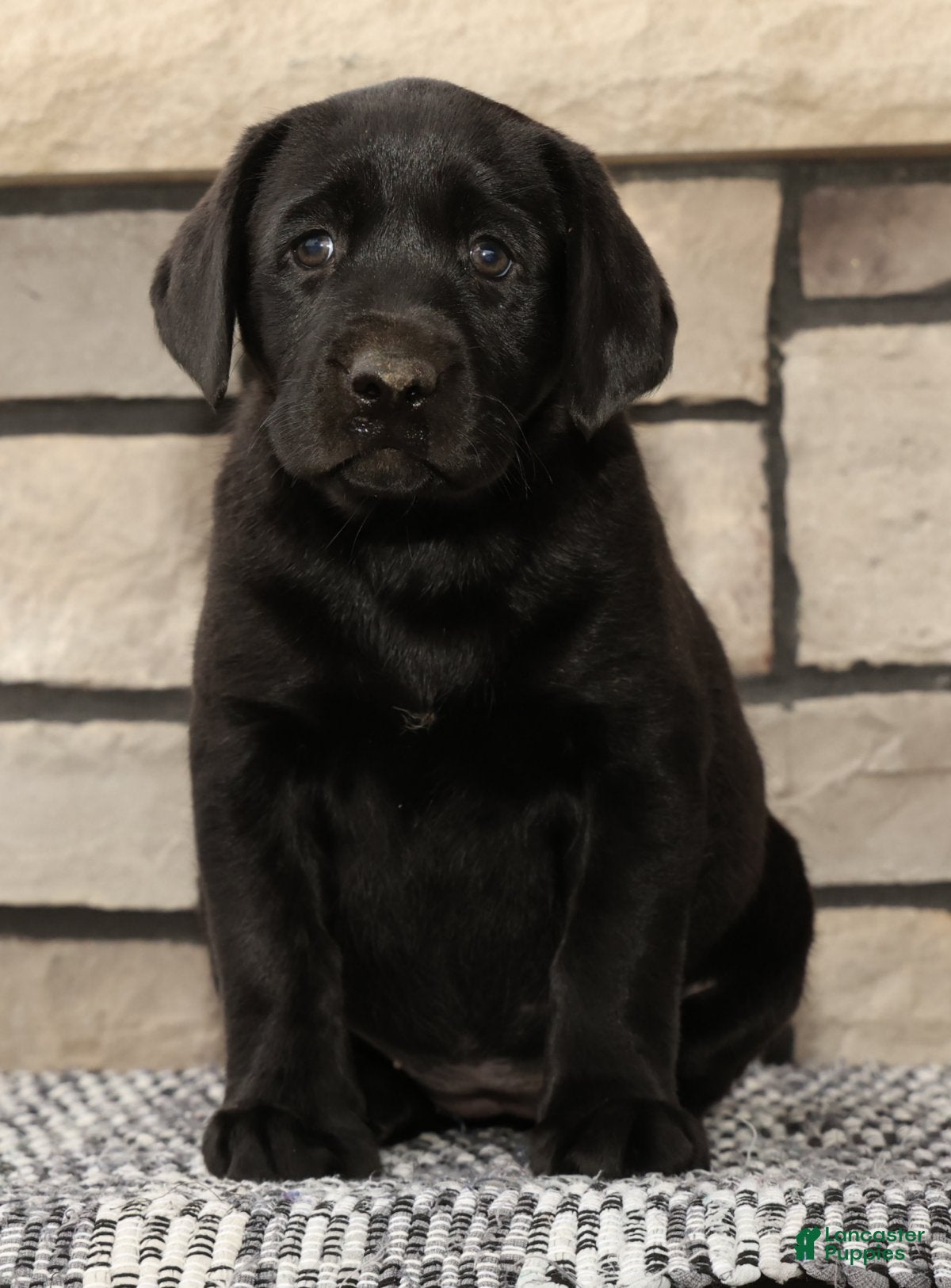 Labrador Retriever dogs Holly - Ad 1
