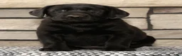 Labrador Retriever dogs for sale: Holly - Ad 1