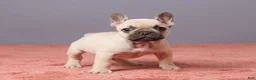 French Bulldog dogs for sale: Zoey - Ad 4