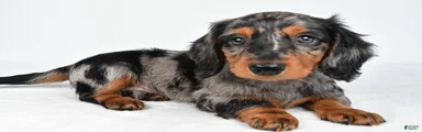 Captain