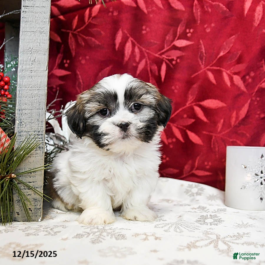 Shih Tzu dogs Salty  - Ad 4