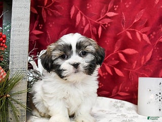 Shih Tzu dogs Salty - Ad 7