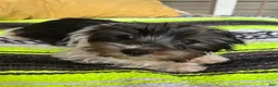 Yorkshire Terrier dogs for sale: Yorkshire Terrier 1 - Ad 3