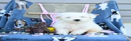 Maltipoo dogs for sale: Andrew - Ad 1