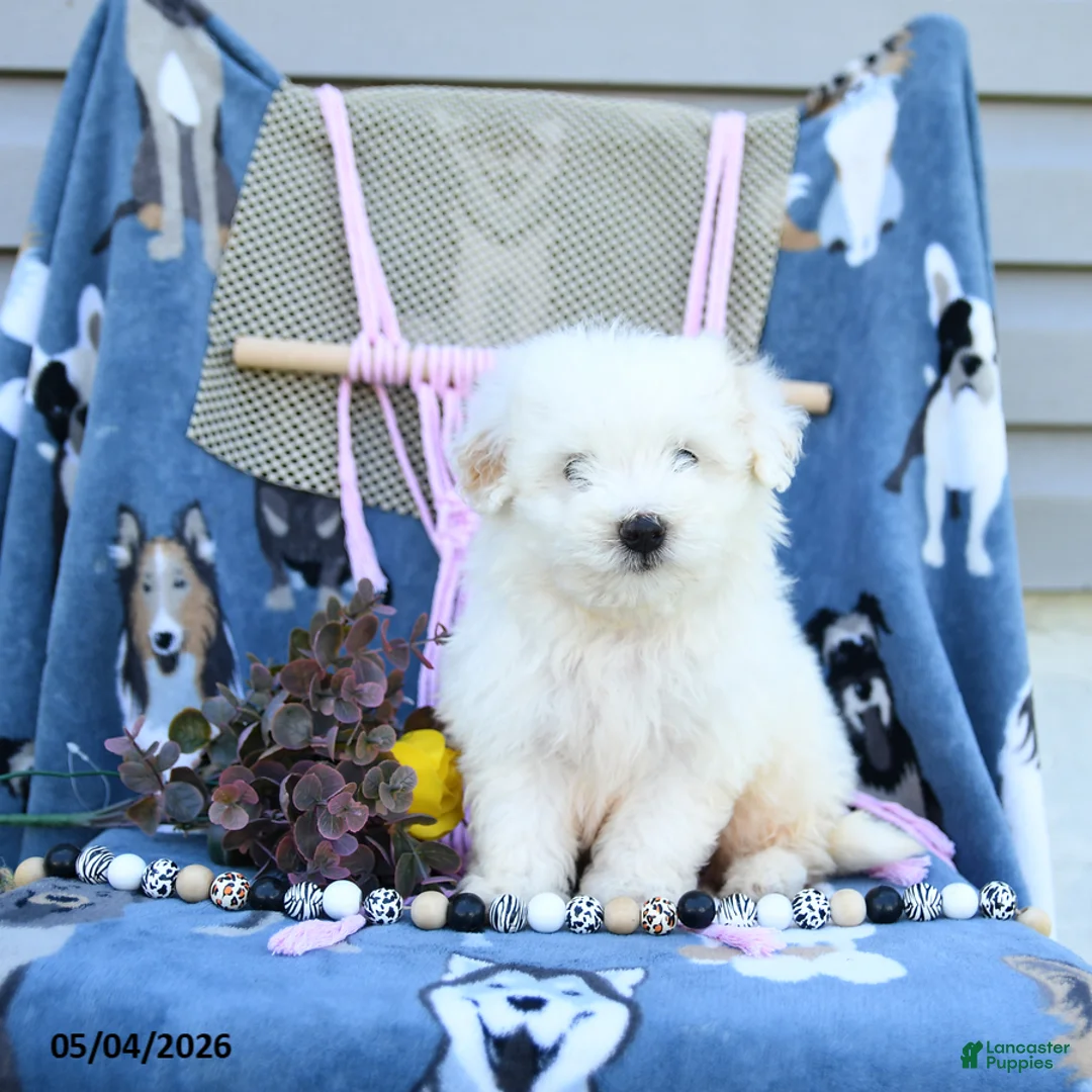Maltipoo dogs for sale: Andrew - Ad 1