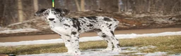 Great Dane dogs for sale: Lorelai - Ad 3