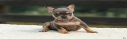 French Bulldog dogs for sale: Ivy - Ad 7