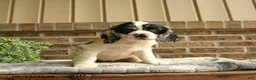 English Cocker Spaniel dogs for sale: Caroline - Ad 3
