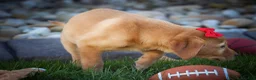 Labrador Retriever dogs for sale: NAOMI - Ad 18
